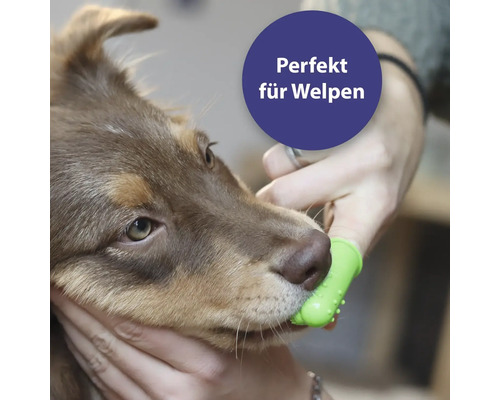 Brosse à dents pour chien comme embout de doigt pour chiots en cours d''utilisation