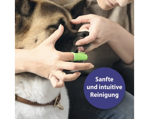 Une personne brosse les dents d''un chien avec une brosse à dents à doigt.