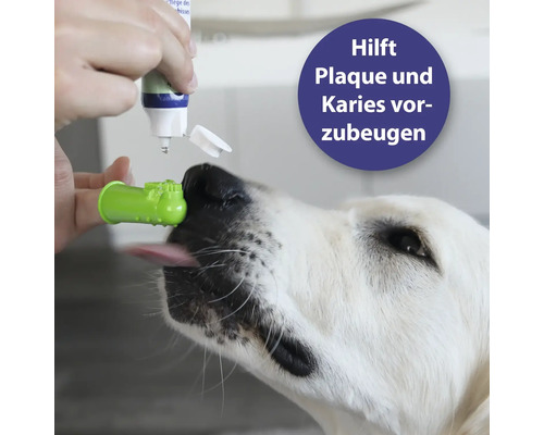 Un chien reçoit une brosse à dents et du dentifrice pour chiens.