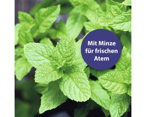 Menthe fraîche pour jardin d''herbes aromatiques