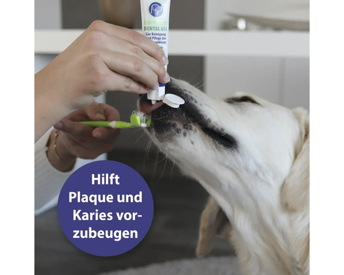 Un chien reçoit du dentifrice sur une brosse à dents pour ses soins dentaires