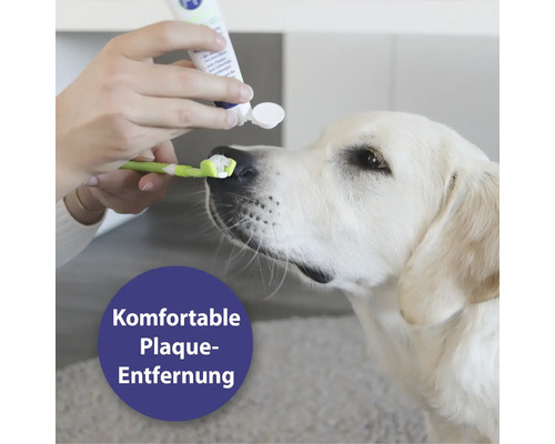 Un chien reçoit du dentifrice sur une brosse à dents pour éliminer la plaque dentaire