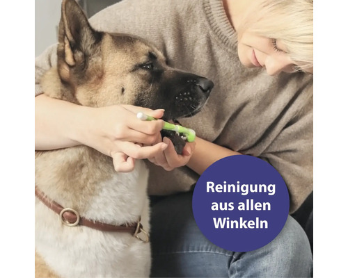 Une femme se brosse les dents de son chien avec une brosse à dents