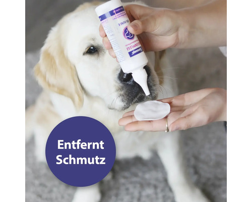 Chien recevant des soins auriculaires avec une solution nettoyante et un coton