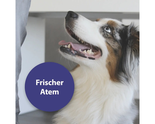 Portrait d''un chien avec la gueule ouverte et le texte Haleine fraîche