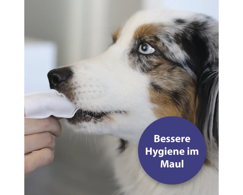 Les dents d''un chien sont nettoyées avec un chiffon.