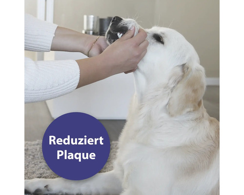 "Une personne nettoie les dents d''un chien 