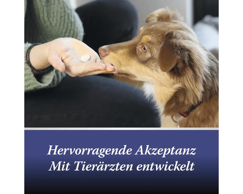 Chien accepte un comprimé de la main