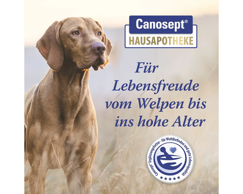 Publicité pour produits vétérinaires Canosept mettant en scène un chien Vizsla, avec le texte ''Für Lebensfreude vom Welpen bis ins hohe Alter'' (Pour la joie de vivre du chiot au grand âge).