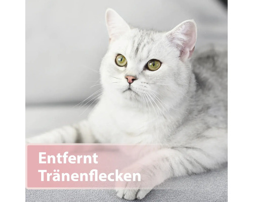 Porträt einer Katze, die liegt und Tränenflecken entfernt