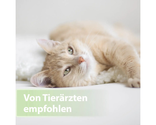 Eine hellbraune Katze liegt auf einem weichen Kissen, empfohlen von Tierärzten.