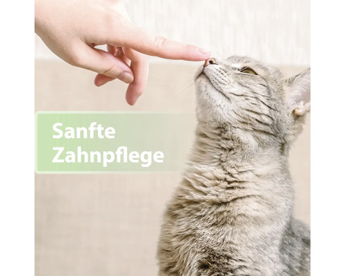 "Eine Hand berührt die Nase einer Katze