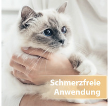 Des mains tiennent un chat, application sans douleur