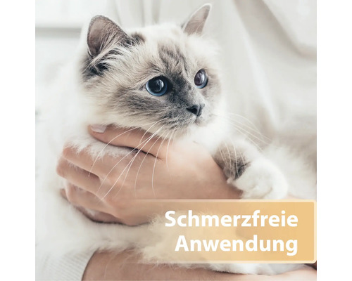 Des mains tiennent un chat, application sans douleur