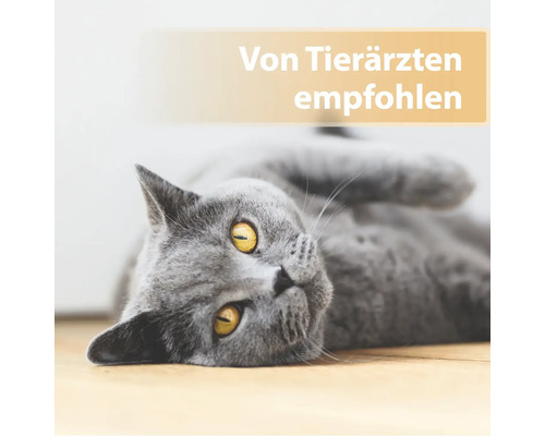 Von Tierärzten empfohlen: Graue Katze liegt auf dem Rücken