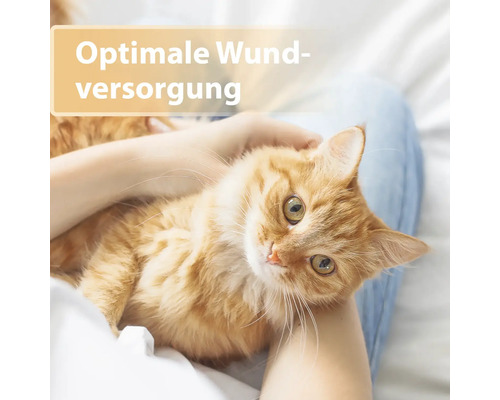 Eine orangefarbene Katze liegt in den Armen einer Person. Text im Bild: Optimale Wundversorgung.