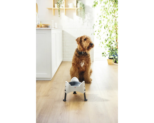 Chien assis à côté d''un bol surélevé dans une pièce lumineuse.