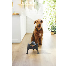 Airedale Terrier assis devant une gamelle dans la cuisine.