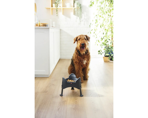 Airedale Terrier sitzt vor einem Futternapf in der Küche.