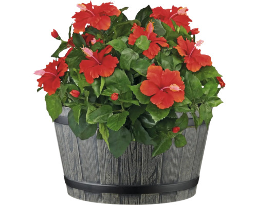Hibiskus im Dekotopf für den Innen- und Außenbereich