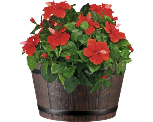 Hibiskus im Holzbottich