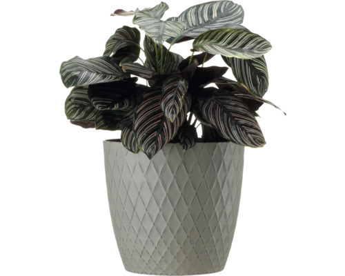 Gebetspflanze im Topf