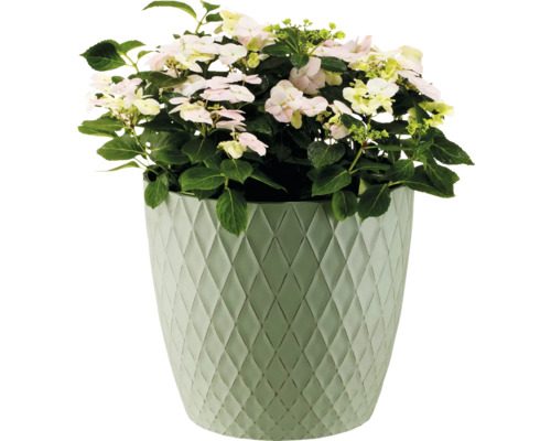 Hortensie im Topf mit Rautenmuster