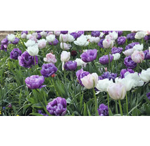 Champ de tulipes violettes, blanches et roses