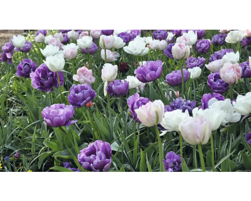 Champ de tulipes violettes, blanches et roses