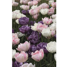 Gros plan de tulipes roses, violettes et blanches