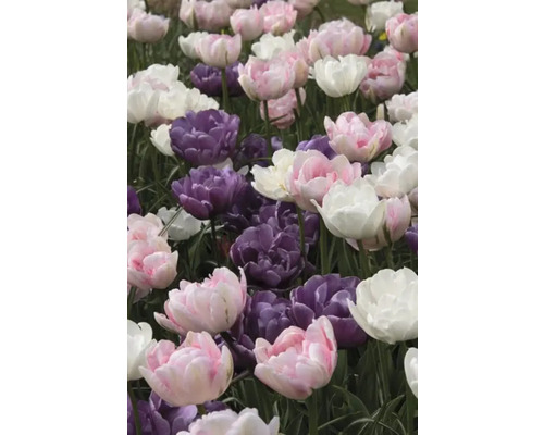 Gros plan de tulipes roses, violettes et blanches