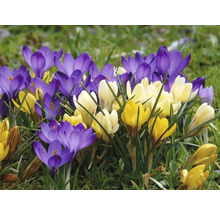 Crocus en fleurs jaunes et violets dans le jardin.