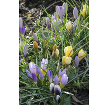 Crocus jaunes et lilas dans l''herbe