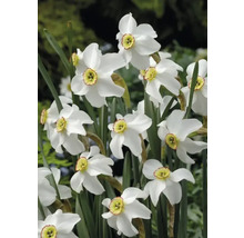 Fleurs de narcisses blanches avec un centre jaune et des tiges vertes
