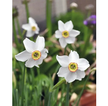 Fleurs de narcisses blanches dans le jardin