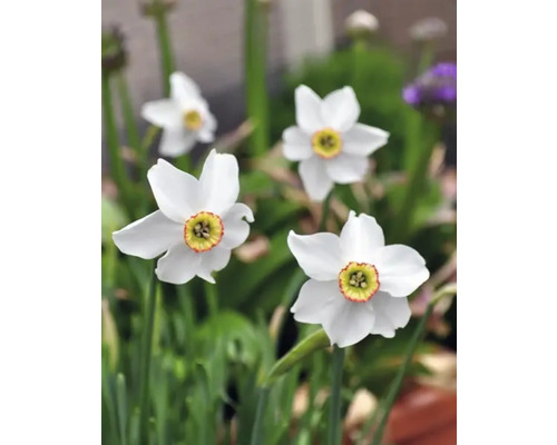 Weisse Narzissenblüten im Garten