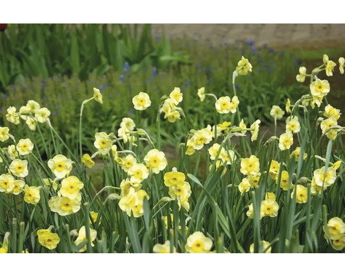Jonquilles jaunes dans une plate-bande.