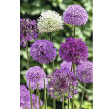 Bulbe Allium FloraSelf ' "Sky High" mélange ' 3 pièces
