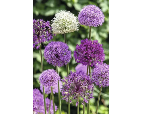 Ail d''ornement dans une plate-bande de jardin