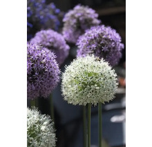 Bulbe Allium FloraSelf ' "Sky High" mélange ' 3 pièces