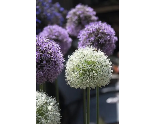 Plantes d''ail d''ornement en fleurs dans le jardin