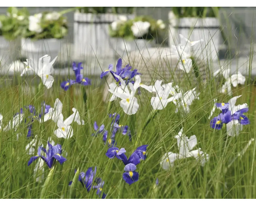 Parterre de fleurs avec iris en blanc et bleu