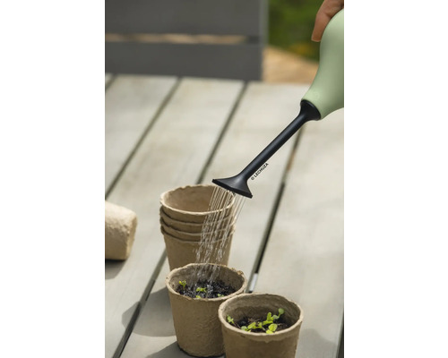 Bewässerung von Pflanzen in Anzuchttöpfen mit einer Gießkanne