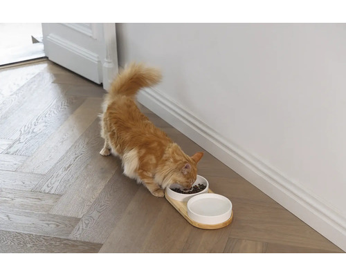 Katze frisst aus einem erhöhten Futternapf auf einem Holzboden