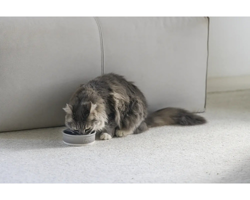 Un chat mange dans une gamelle