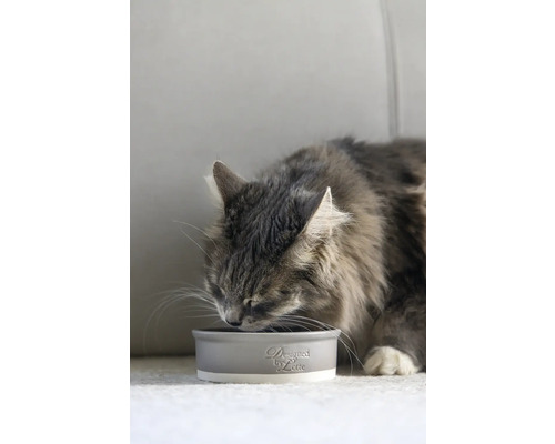 Un chat mange dans une gamelle grise Designed by Lotte.