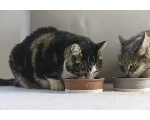 Deux chats mangent dans des gamelles pour animaux