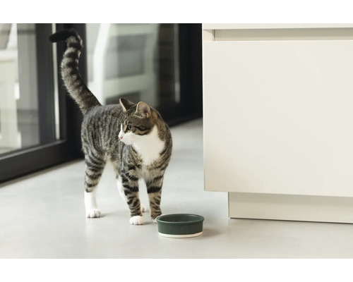 Un chat tigré se tient à côté d''une gamelle dans une pièce.