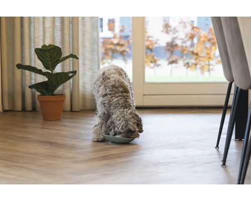 Ein Hund frisst aus einer Schüssel in einem hellen Raum mit Zimmerpflanze und Stühlen