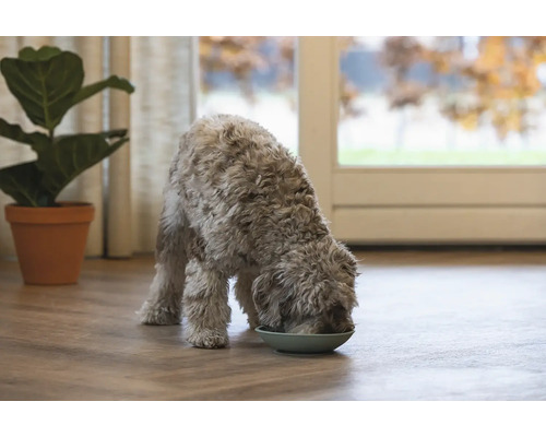 Hund frisst aus einer Schüssel in einem Haus.